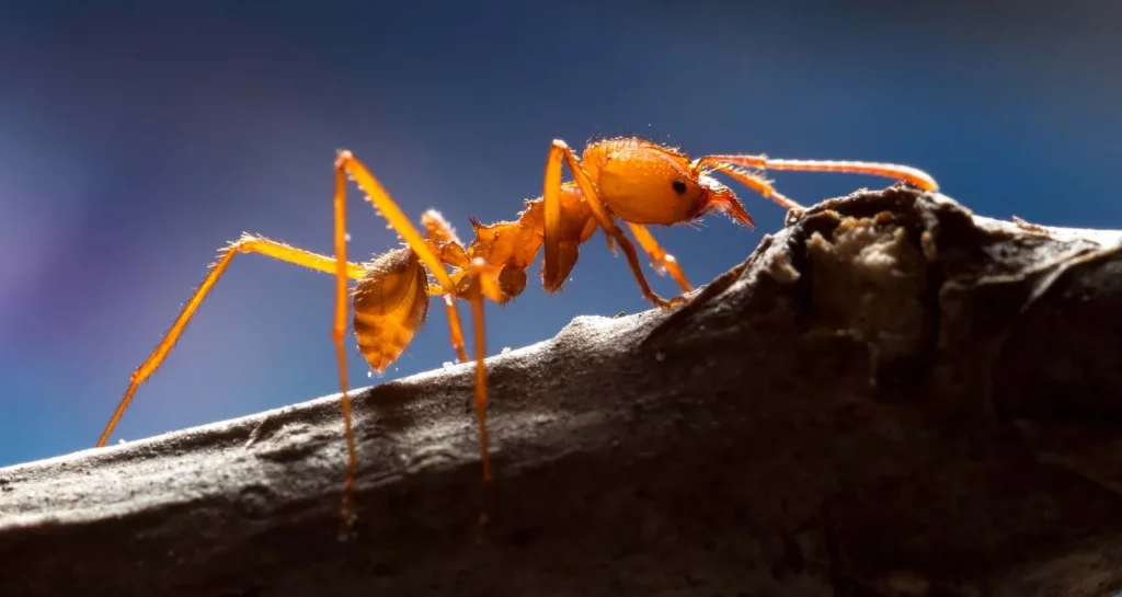 Leafcutter Ants .jpg