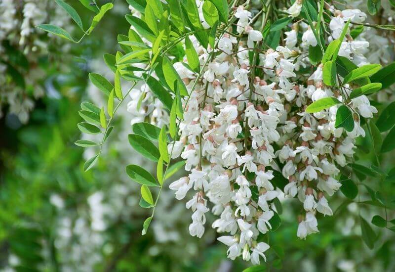 Locust Trees 9 Best Varieties With Picture Identification-Guide