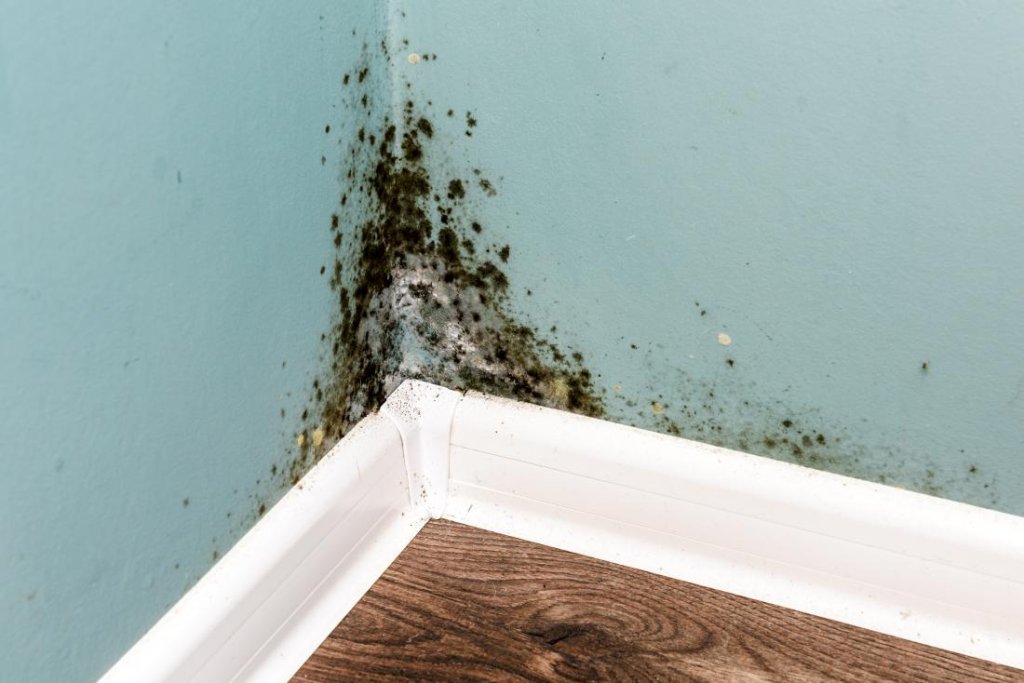 Mold and Your Health