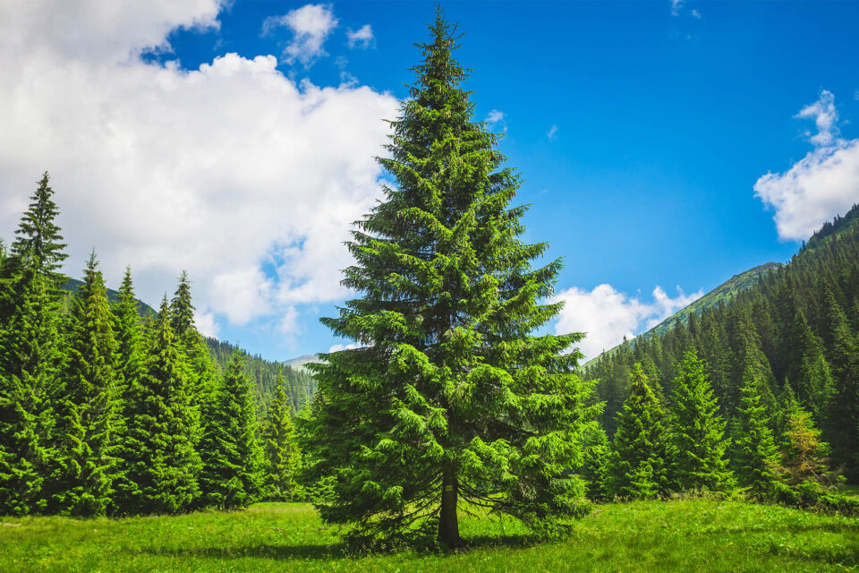 Pine Trees as An Energy Source