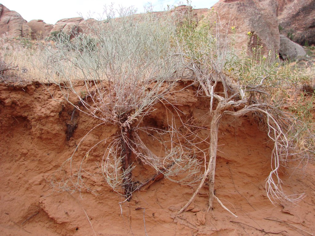 Root Systems