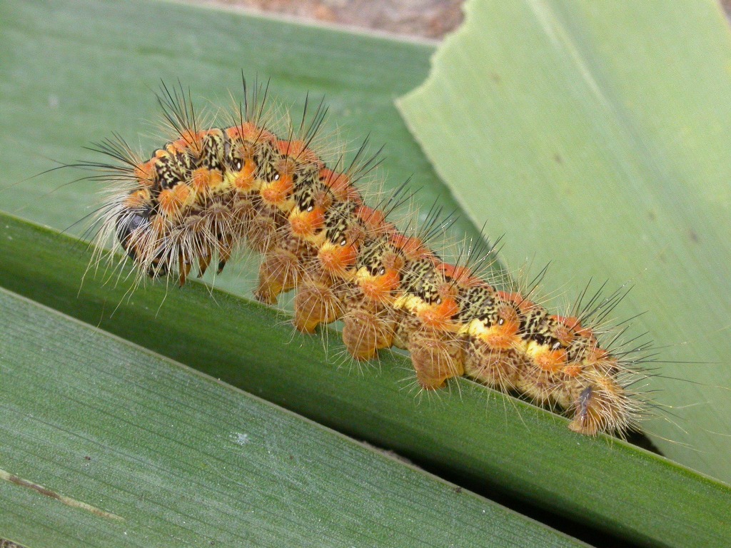 Scarce Dagger Moth Caterpillar