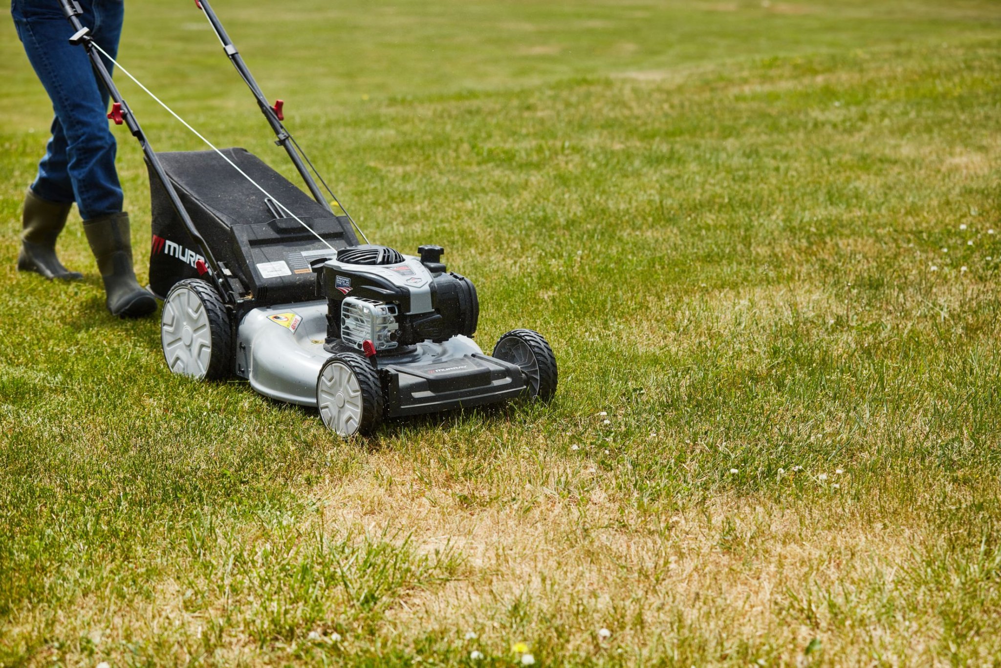 Should I Cut My Grass Before Spraying for Bugs - EatHappyProject