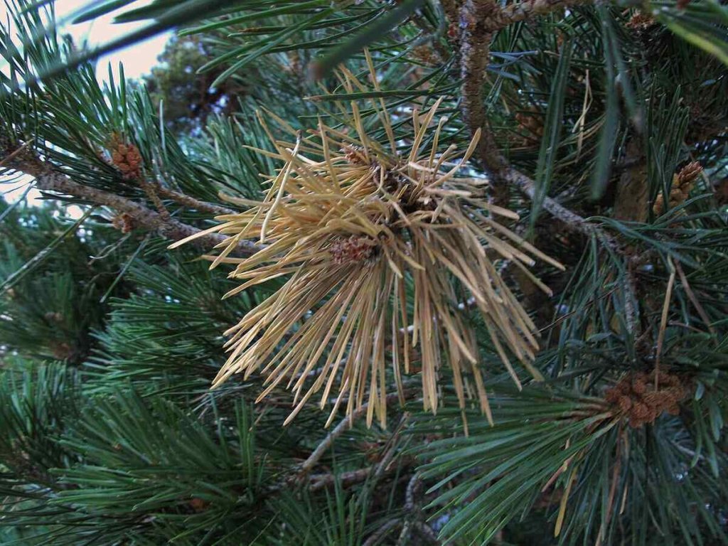 Simple Tips to Help a Struggling Pine Tree