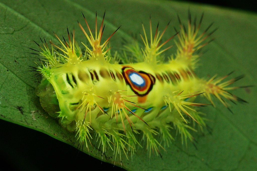 Slug Caterpillars