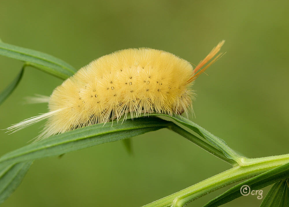 Sycamore Tussock Moth Caterpillar (Halysidota harrisii)