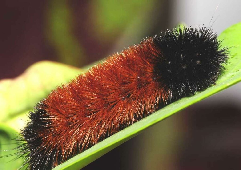 The Life of a Woolly Bear Caterpillar