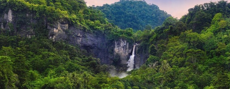 What Are 5 Interesting Facts About the Rainforest?