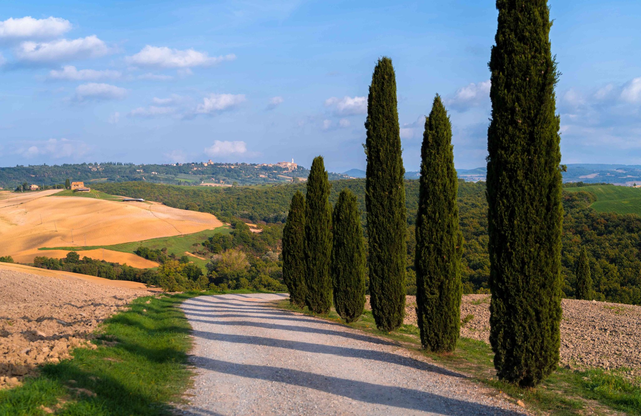 What Are The Tall Skinny Cypress Trees Called EatHappyProject