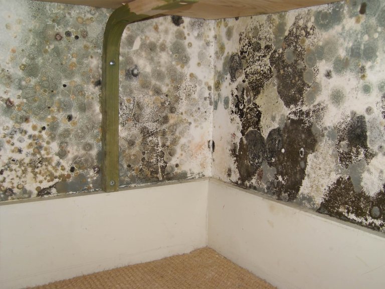 What Causes Mold on Walls in Bedroom