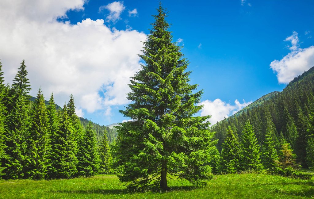 What are Pine Trees?