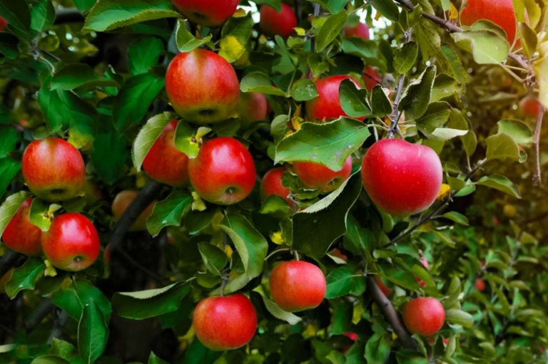 What is the Symbolic Significance of The Fruit Trees?
