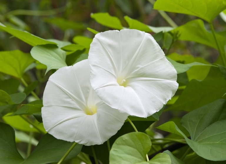 What is the White Flower that Only Blooms Once?