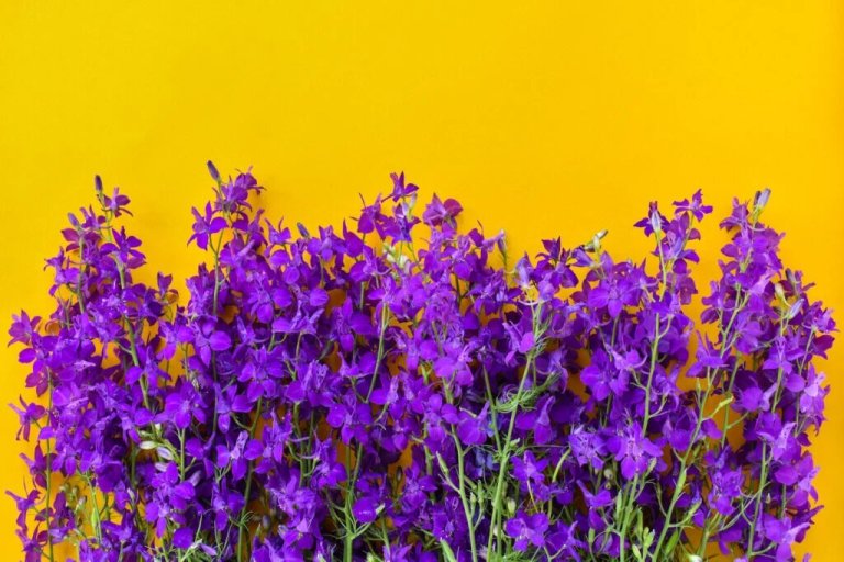 Why Are Purple and Yellow Opposites?