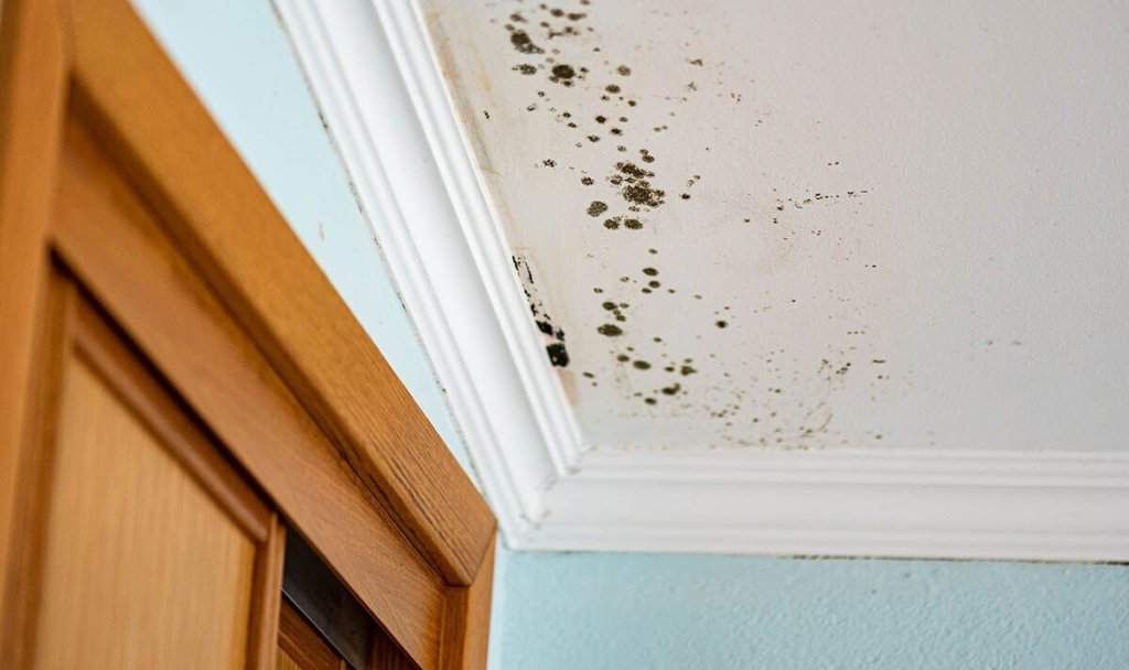 Why Do I Have Mold on The Walls in My Bedroom?