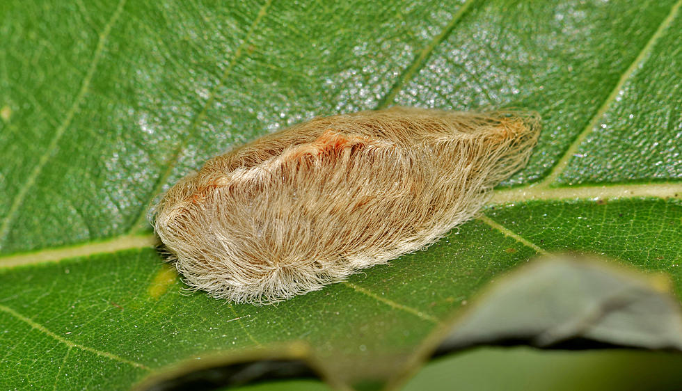 Why to Never Touch a Fuzzy Caterpillar
