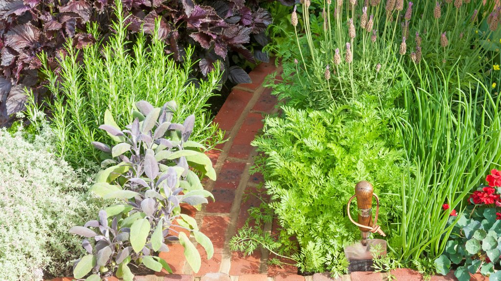 EBGDMN Hampton Court flower show herb garden with path
