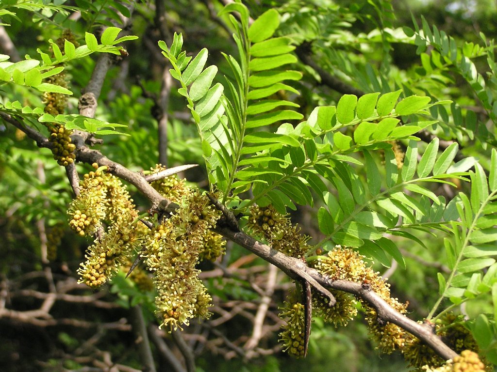 honeylocust flowers