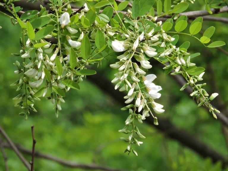 locust flowers on a tree