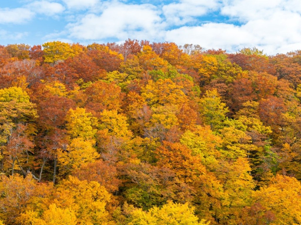 Colorful autumn trees in a forest