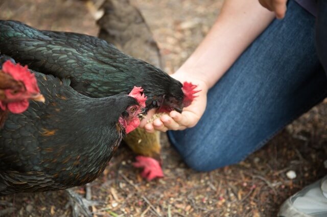 Nutritional Essentials: What to Feed Your Chickens for Optimal Health