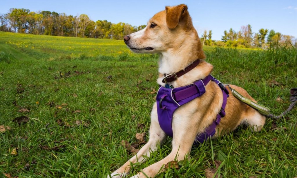 Key Features of a Quality Dog Harness