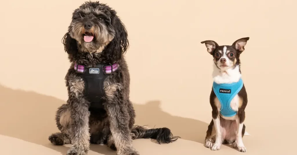 Selecting a Harness for Specific Dog Breeds and Sizes