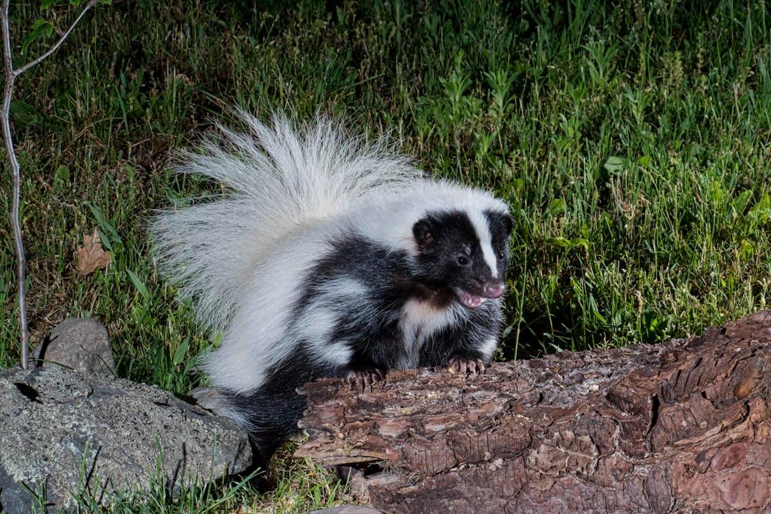 Free A Hooded Skunk Stock Photo