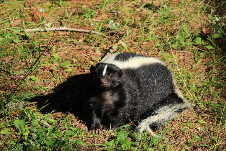 Skunk Nature photo and picture