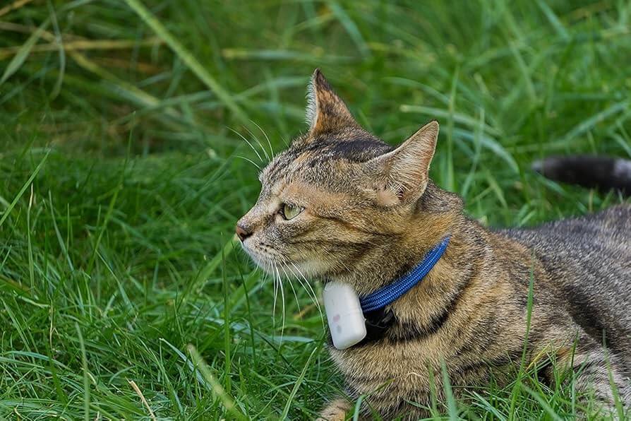 A Smart Feeder can Take the Guesswork Out of Mealtime