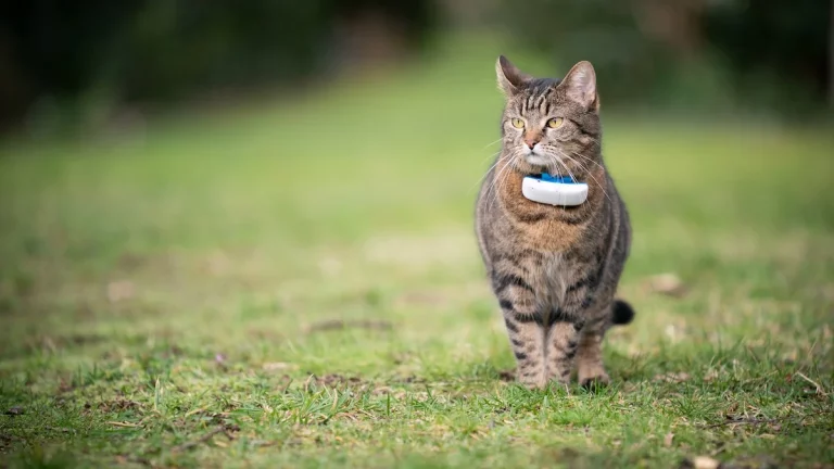 Cat Tracker for Pet Owners