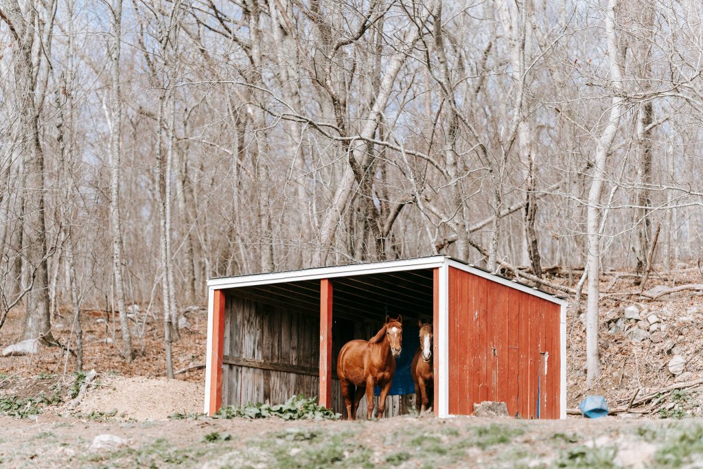 What Is a Horse Run-In Shed? A Beginner's Guide to Open-Sided Horse Shelters