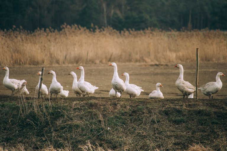 Raising Geese on a Homestead: Complete Beginner's Guide