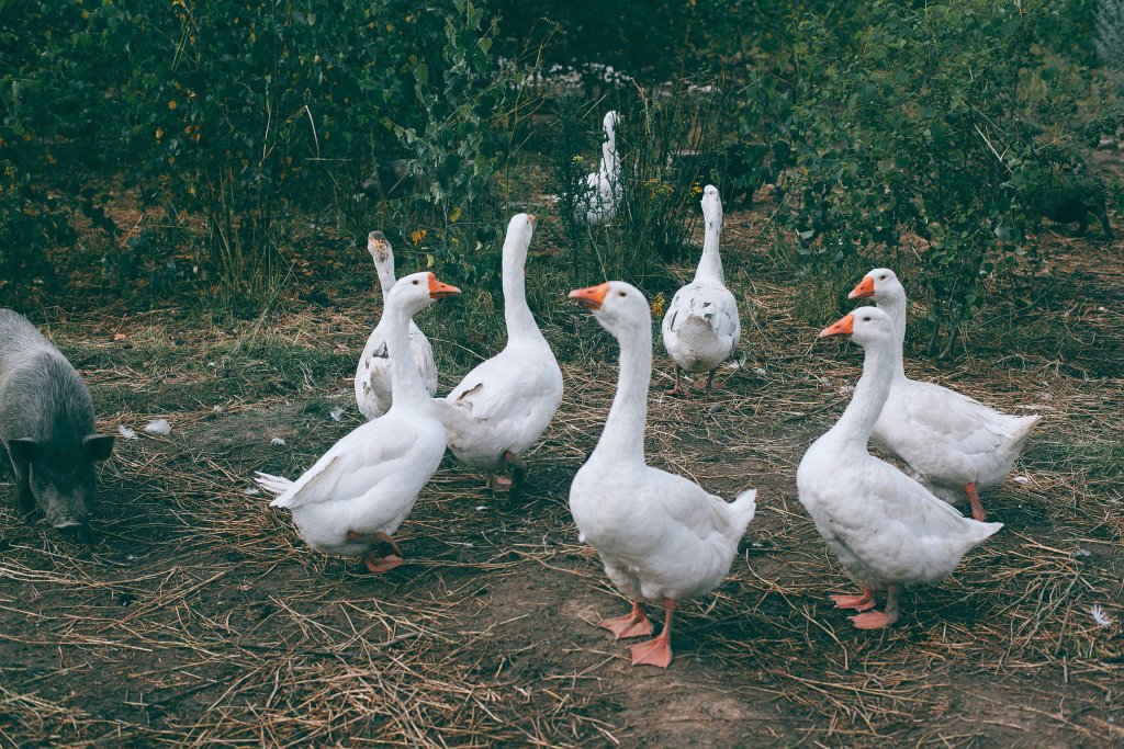 Raising Geese on a Homestead: Complete Beginner's Guide